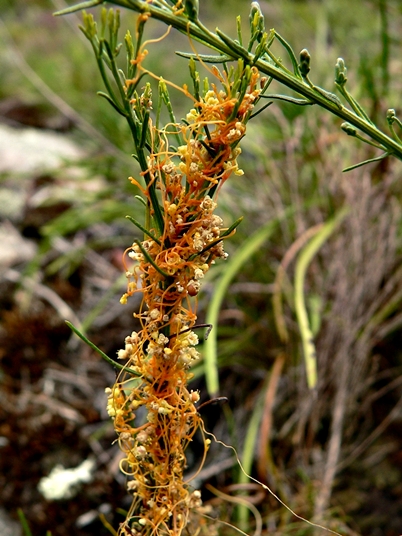 {Cuscuta harperi}